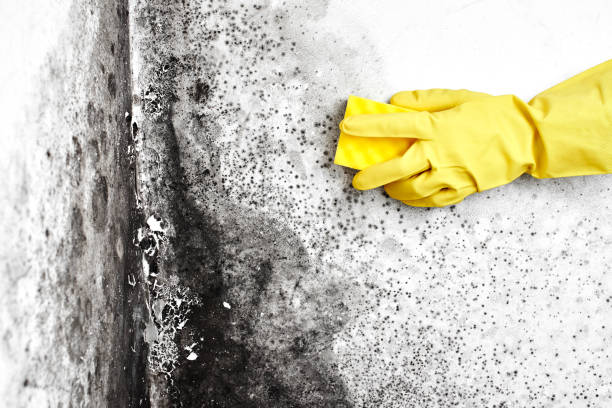 Best Post-Remediation Services in Coalgate, OK