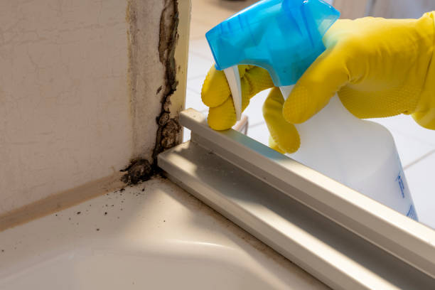 Best Residential Mold Remediation in Coalgate, OK