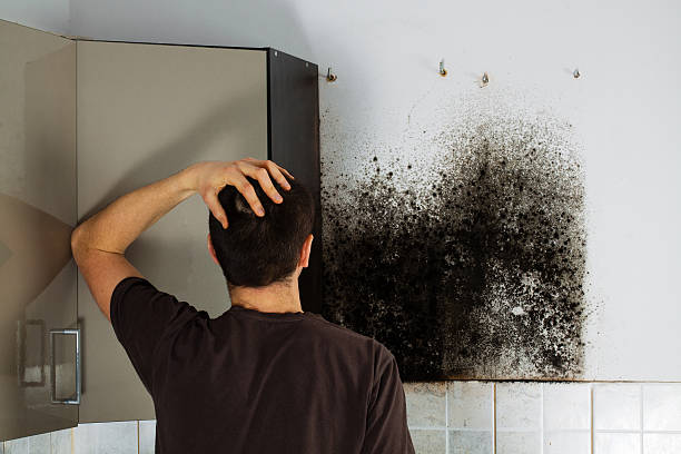 Best Crawl Space Mold Remediation in Coalgate, OK