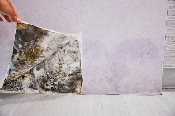 Best Localized Mold Remediation (e.g., coastal areas, humid climates) in Coalgate, OK